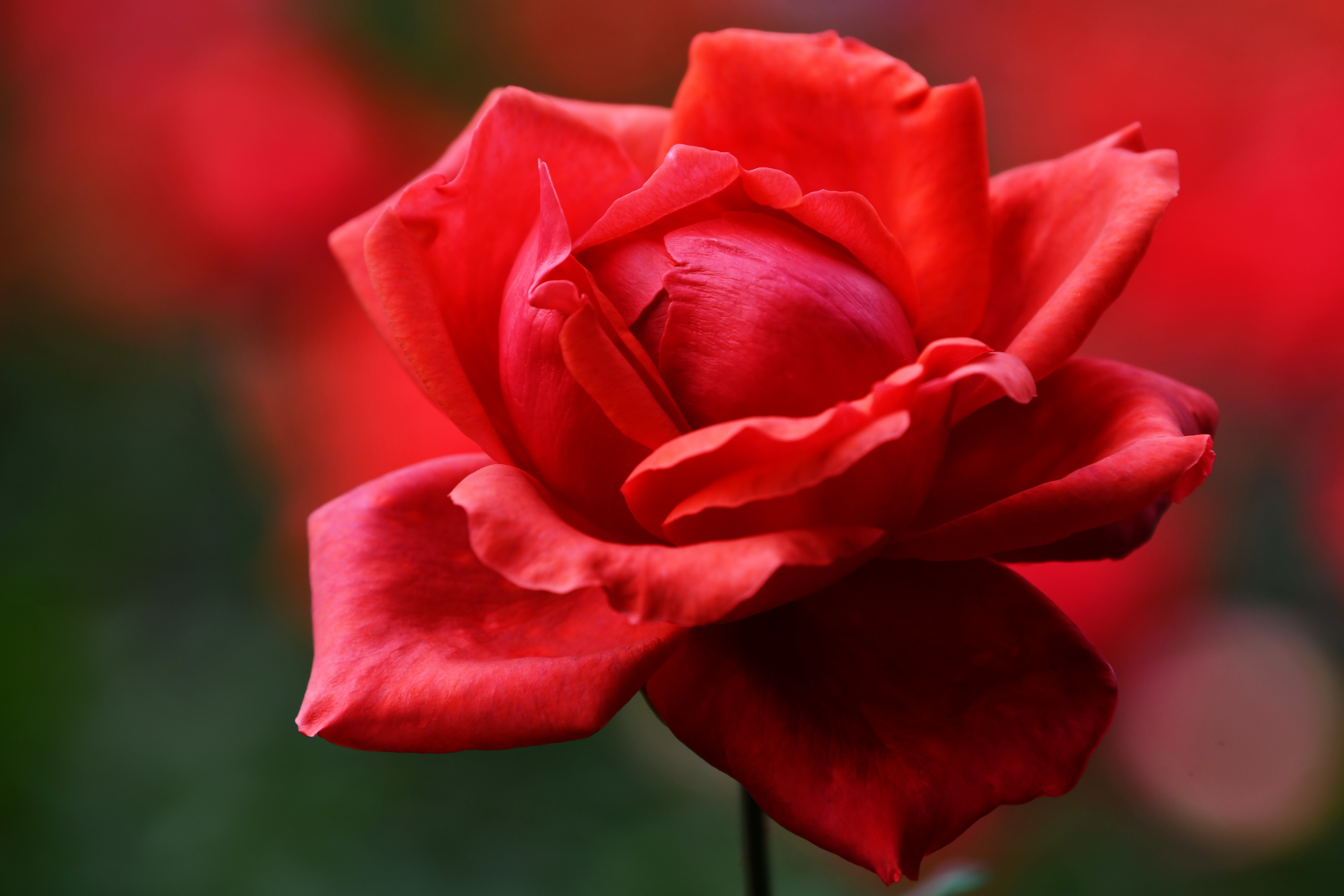 广州市番禺区宝墨园攻略,广州宝墨园景观