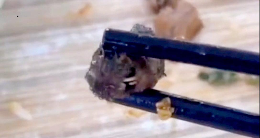 江西职校指鼠为鸭事件,江西工业职业技术学院老鼠