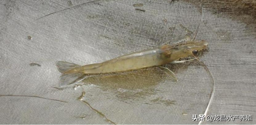 对虾孢子虫的塘口怎么处理,对虾肝肠孢虫脱离宿主能存活多久