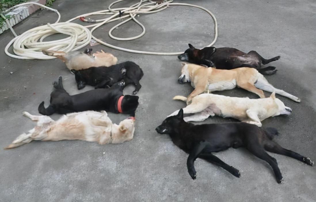 偷狗贼用的毒针很厉害吗,偷狗贼用的什么毒针