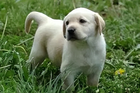 江苏省唯一一名警犬工作岗位硕士研究生与他爱犬“小虎”的故事