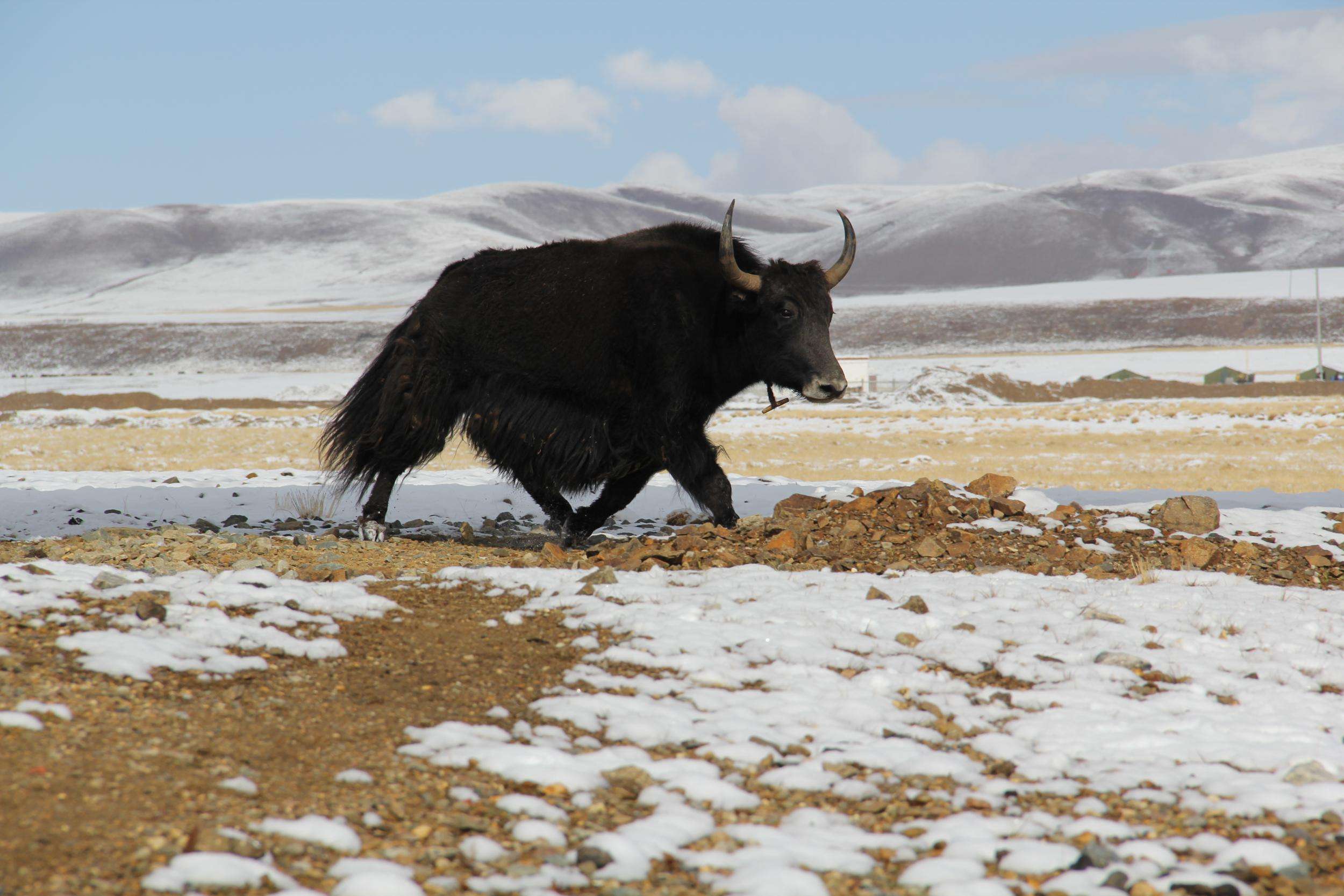 羊和羊驼是同一种种类吗,羊驼是骆驼和羊的结合吗
