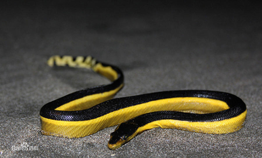 中国境内蛇类大全，11种（Ⅶ），恐蛇者勿入！