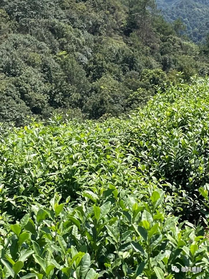 喝茶是修身养性,喝茶是质感生活的开端