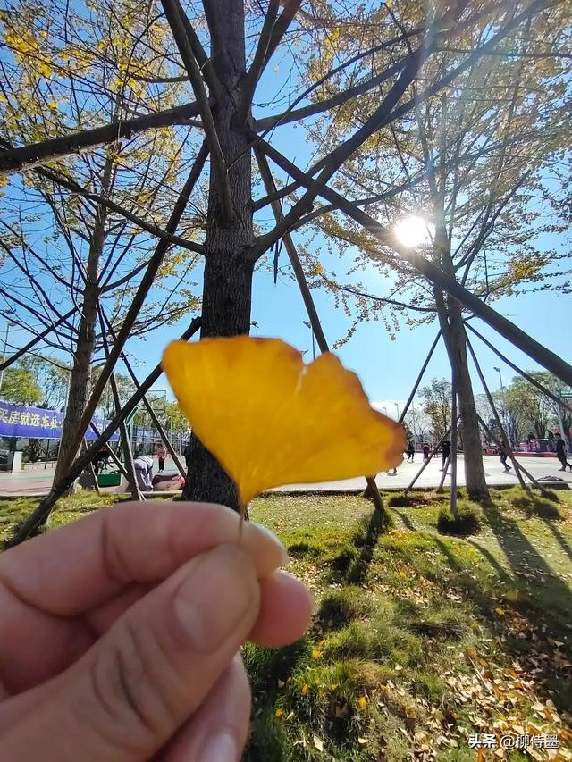 手机拍照片有哪些优点和缺点？3个摄影技巧，助你扬长避短