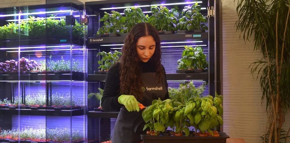 德国蔬菜卖超市,日本垂直农场种菜