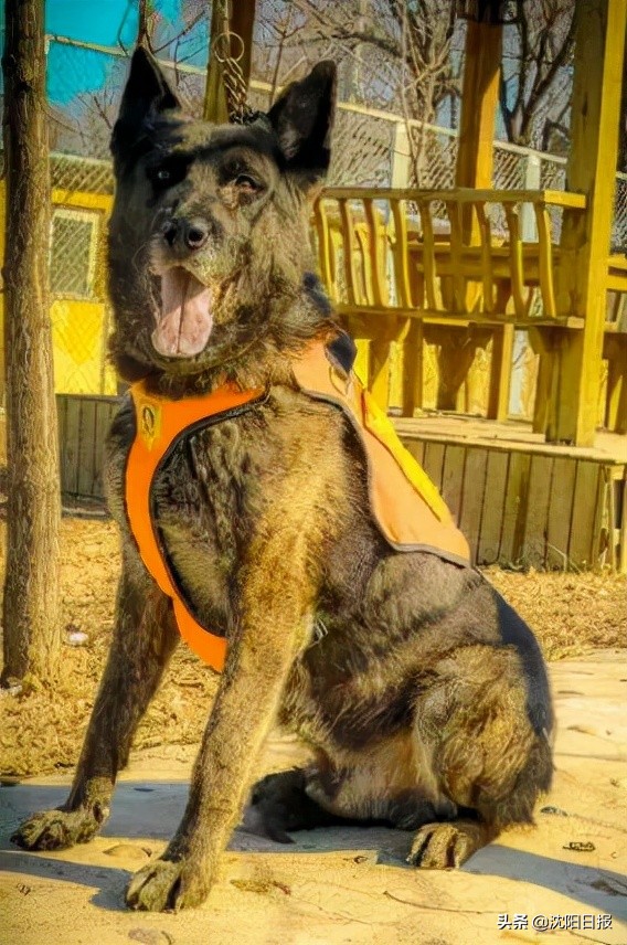 沈阳20只功勋犬退役找新家，市民争相领养！要注意这个要求