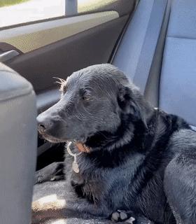 带可爱白狗出门路人反应,带小白狗上班