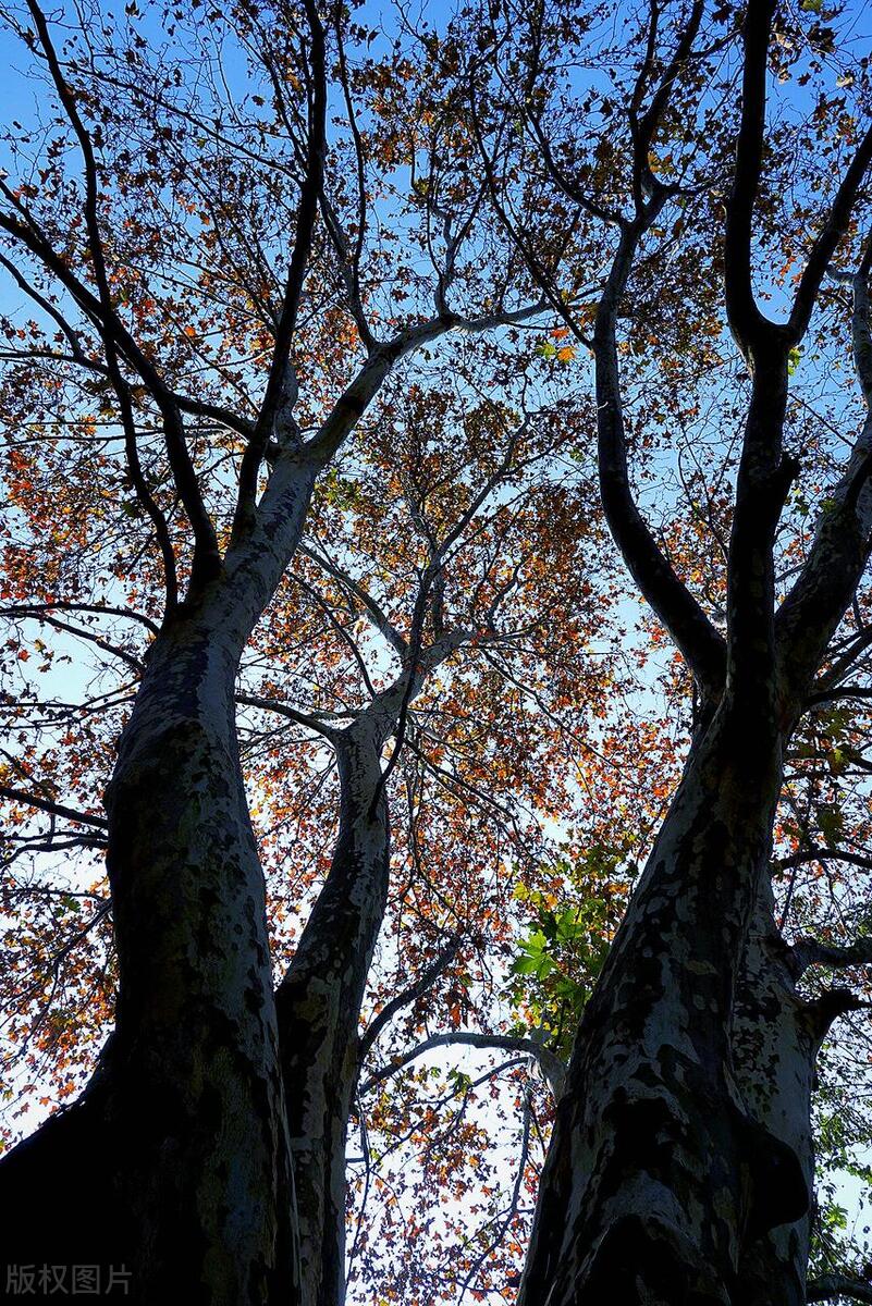 舒婷爱情观正确是什么样子,舒婷最美的爱情宣言