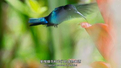 原来它们也有“性丑闻”,这片看完让我大开眼界