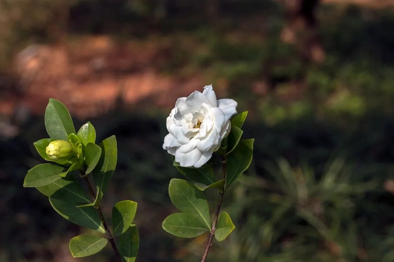 人生没有大满只有小满文案,小满文案今日小满人生向阳处