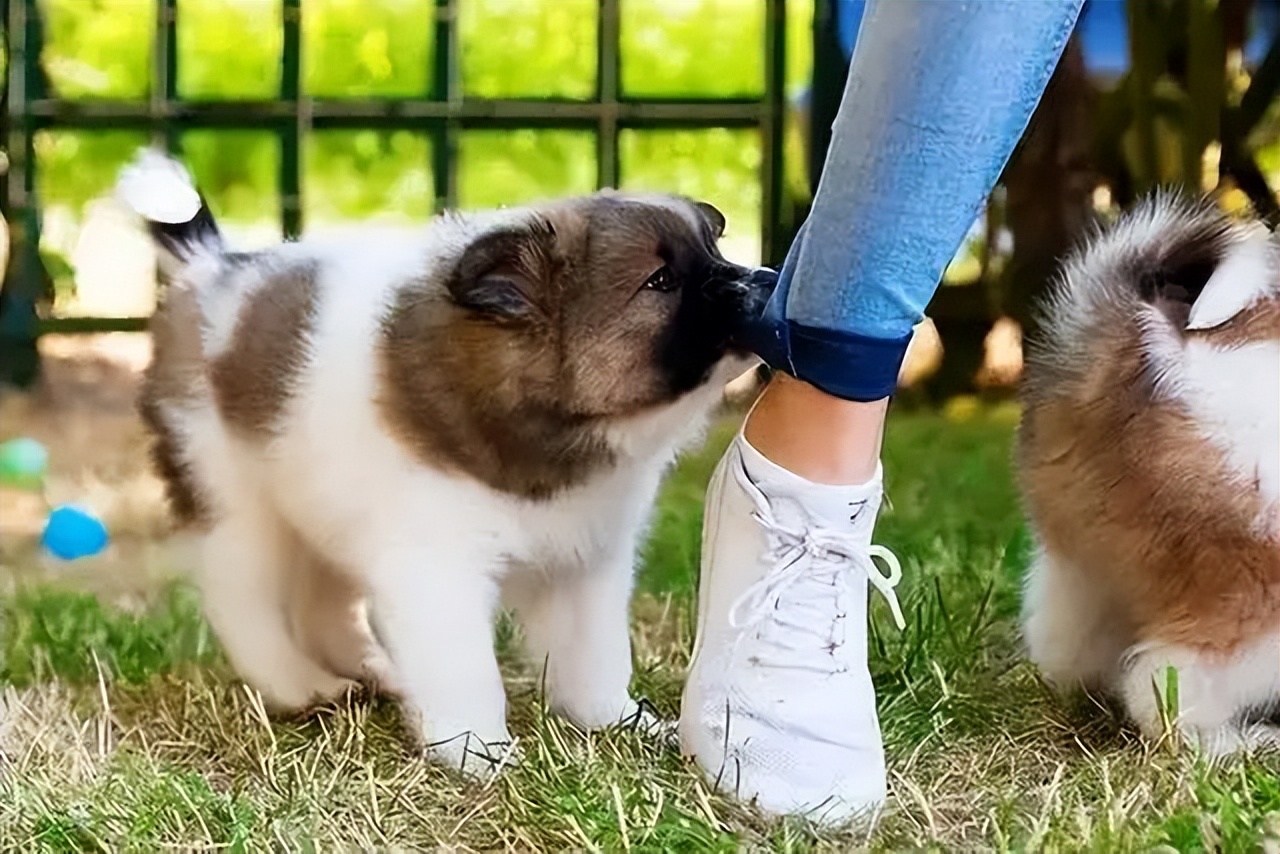 幼犬啃脚趾,幼犬咬手咬脚行为纠正方法