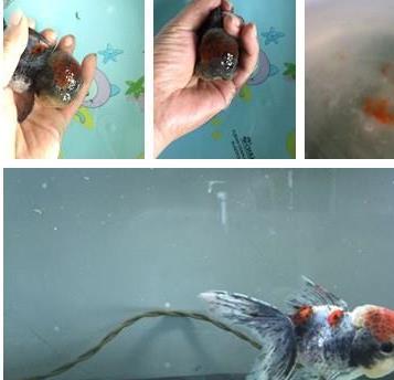 狮子头金鱼烂头炸鳞怎么治疗,狮子头金鱼头朝下怎么回事