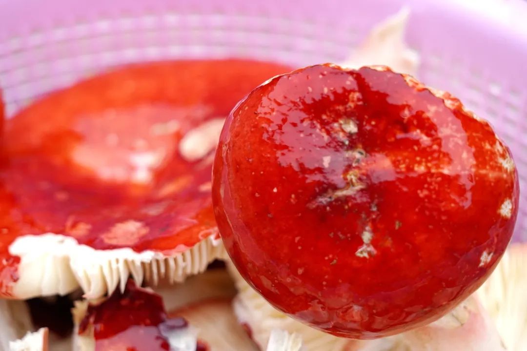 野生菌虽美味尝鲜需谨慎,绿春人