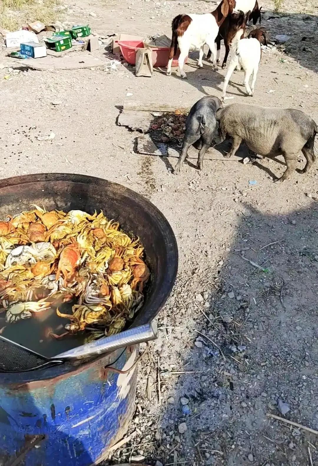 螃蟹价格10元一斤,螃蟹价格60元一斤