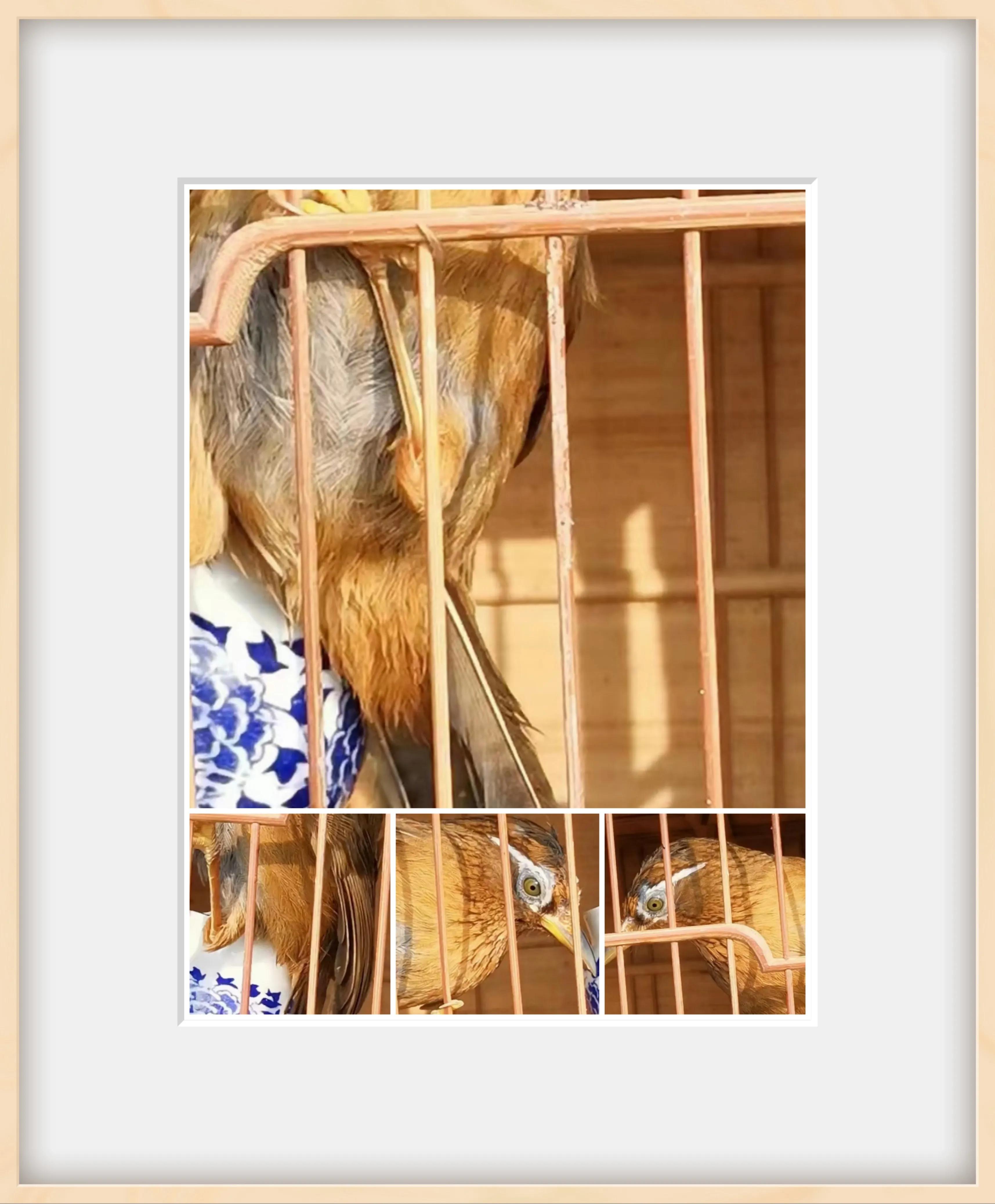 下山鸟在笼中乱飞怎么办,生鸟快速服笼的办法