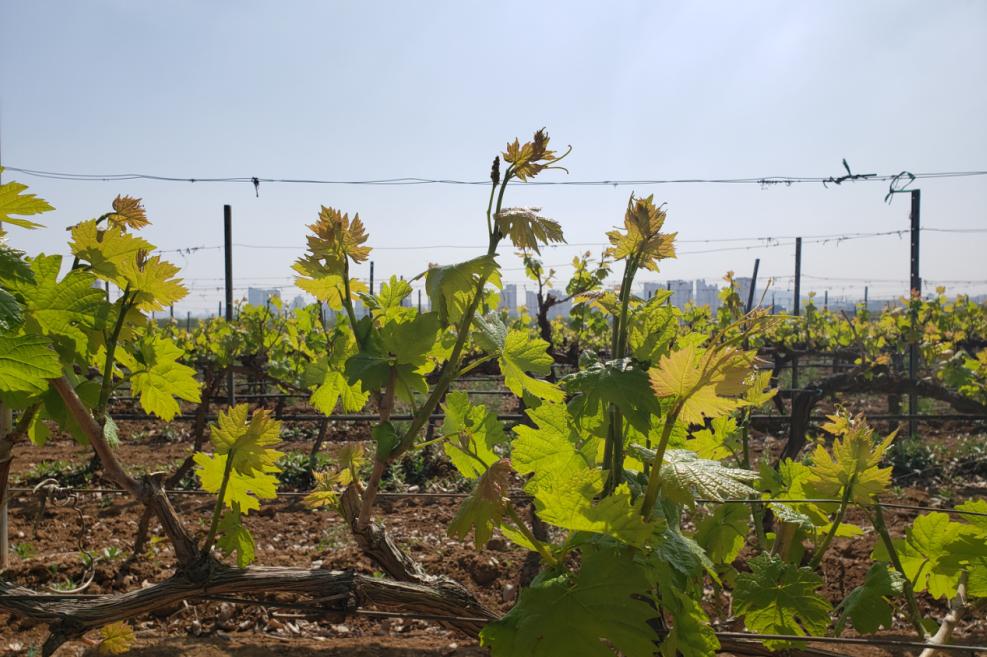 蛇龙珠烟台张裕卡斯特酒庄,张裕卡斯特酒庄蛇龙珠干红葡萄酒