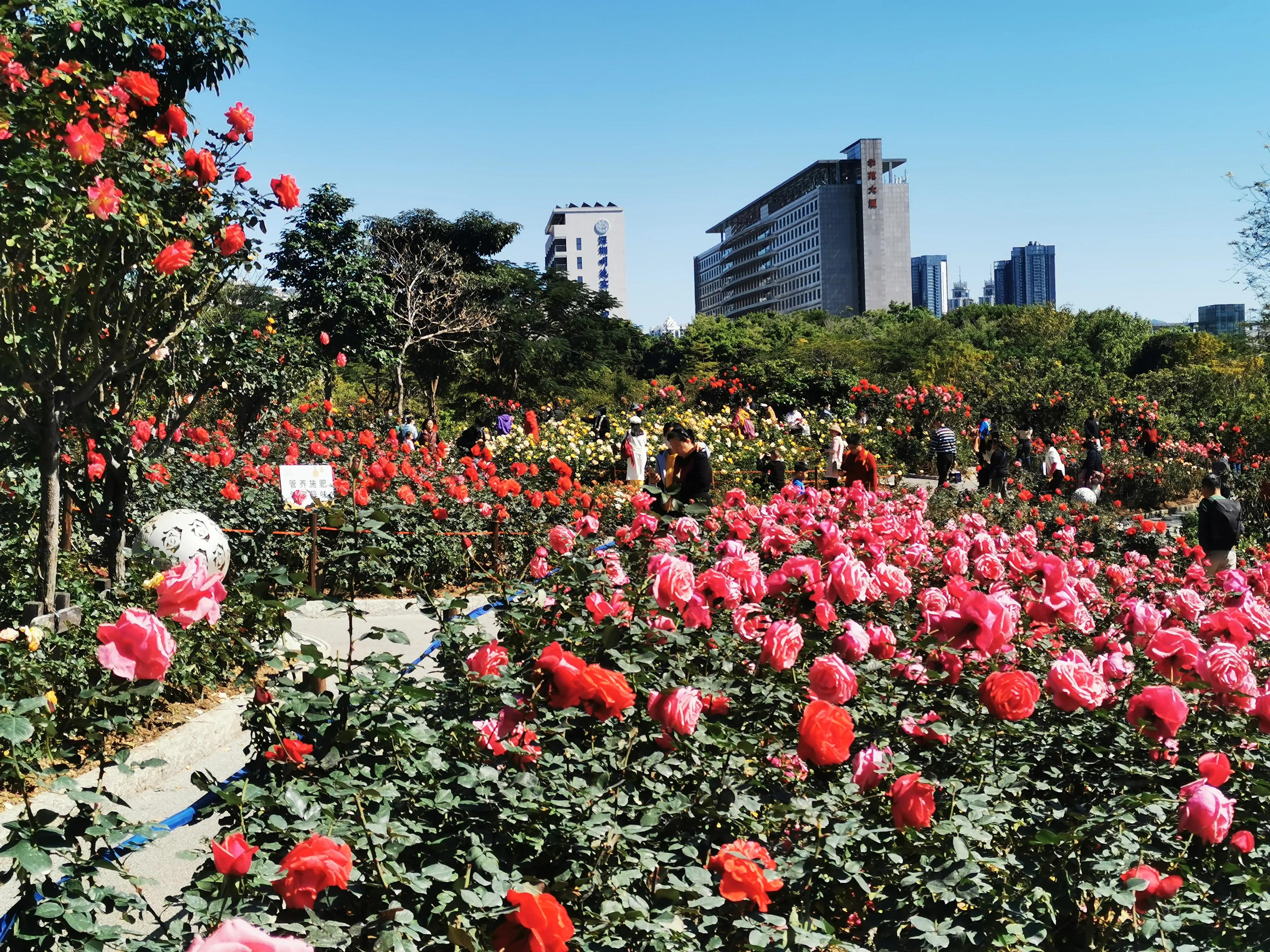 这才是深圳最值得打卡的十大景区,深圳莲花山公园赏花打卡地推荐