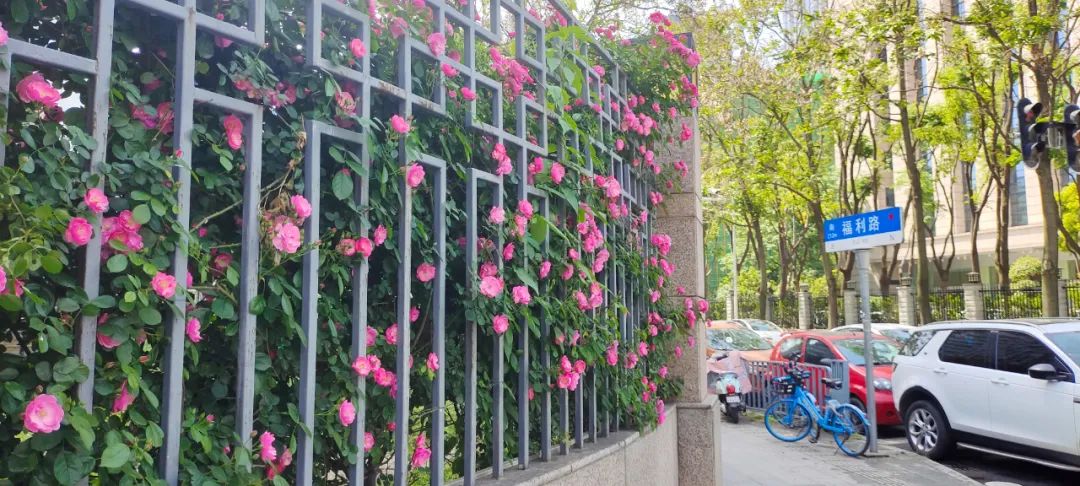 最好看的月季花海,百万株月季怒放惊艳五月初夏