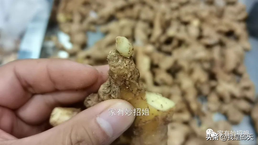 买生姜时你一般是哪种习惯,买生姜该怎么选
