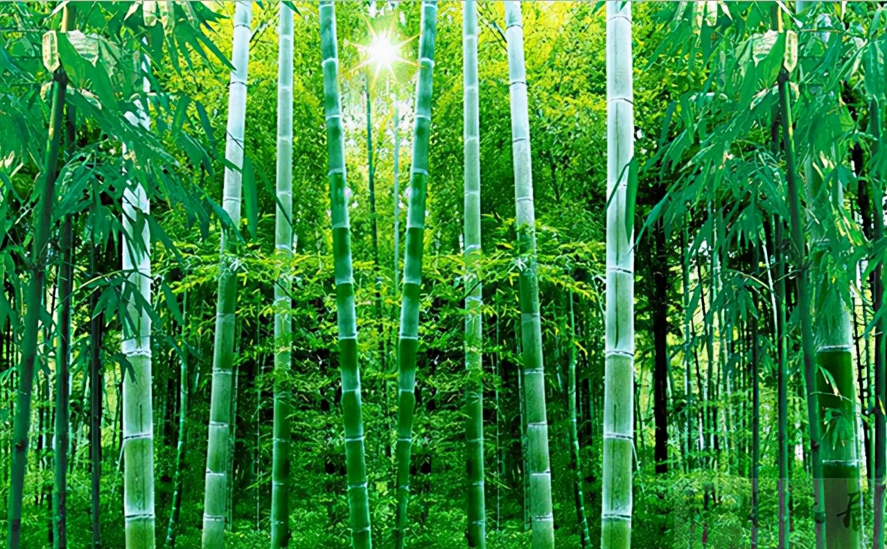 中国竹子建高铁车厢,竹子造高铁是真的吗