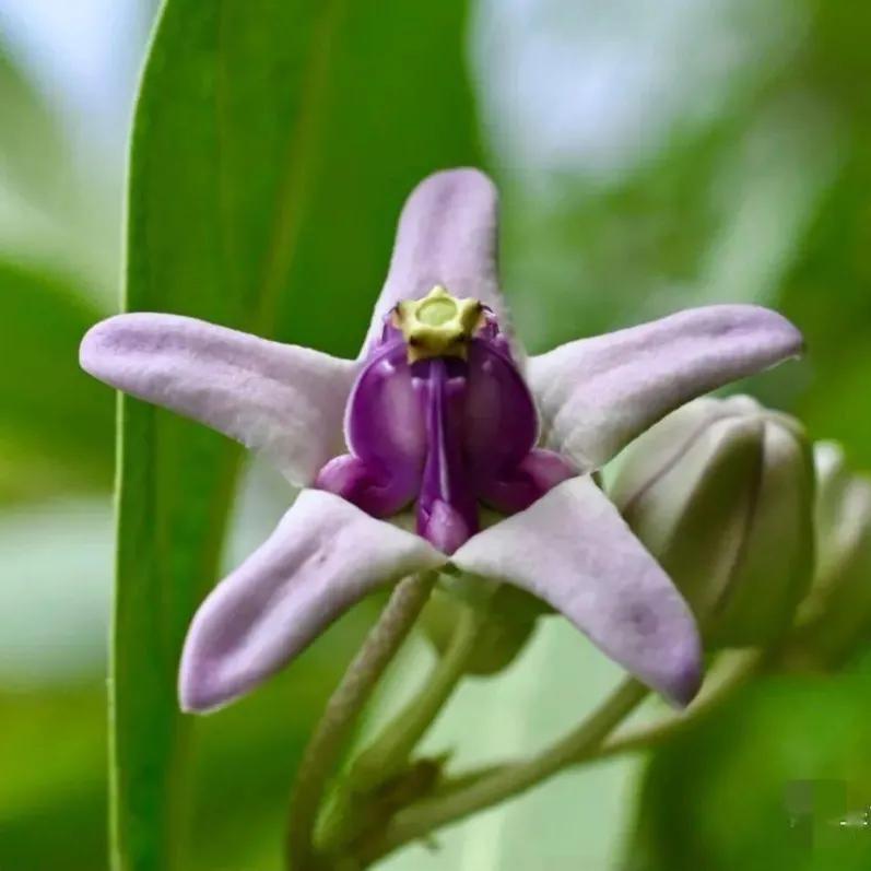 100种迷人的“数字花”,从零到一百万,真是太神奇了