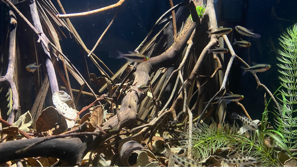 最好养的观赏鱼冷水鱼有哪些中型,冷水鱼有哪些观赏鱼比较好看