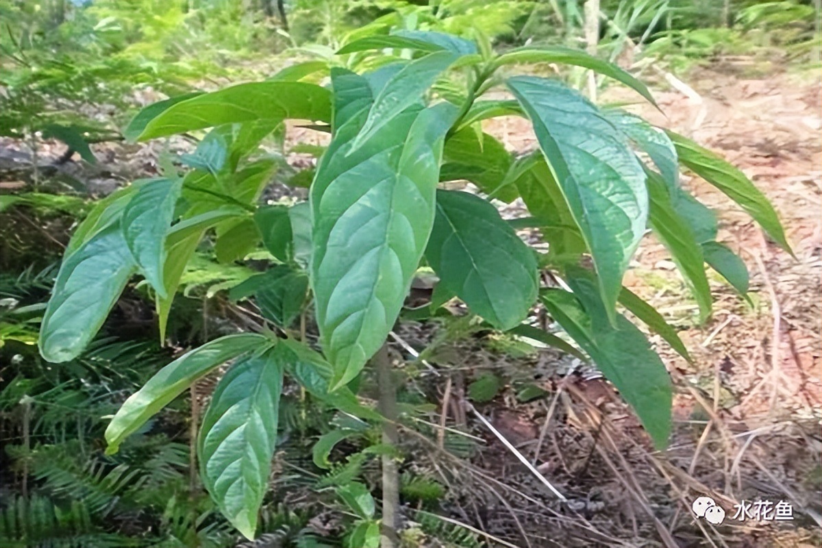 12种水产病害防治,你对水产动物病害的初步认识