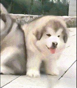 劝你不要养阿拉斯加！看完这几点你就知道为什么了