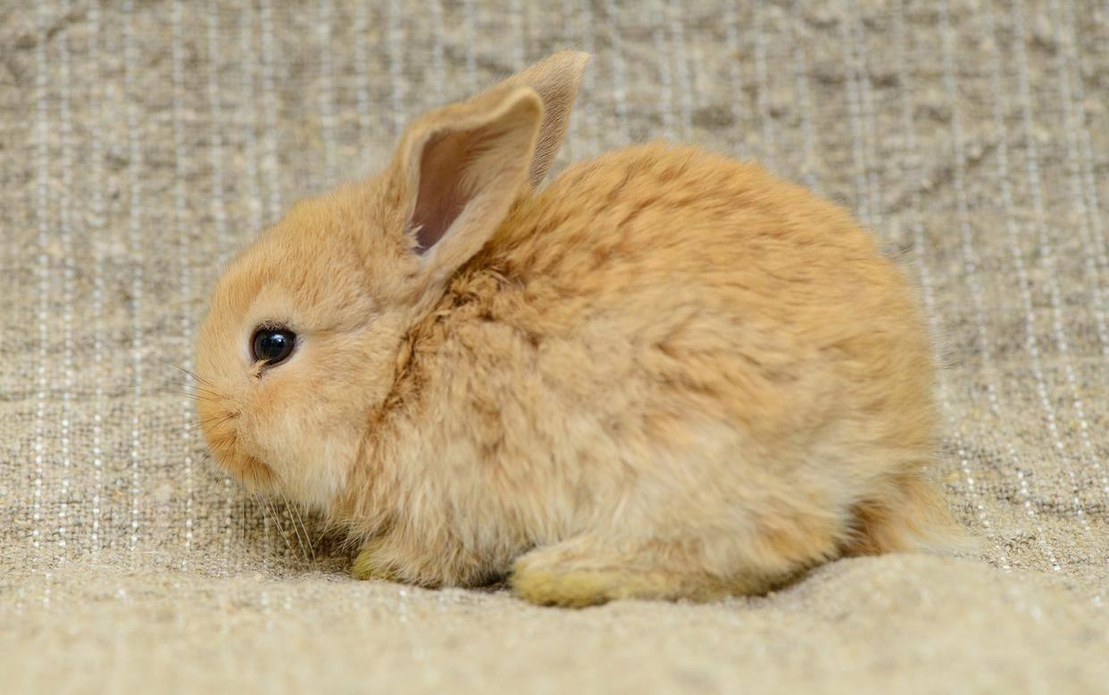 兔子有点打喷嚏买点什么药,兔子有点打喷嚏怎么回事