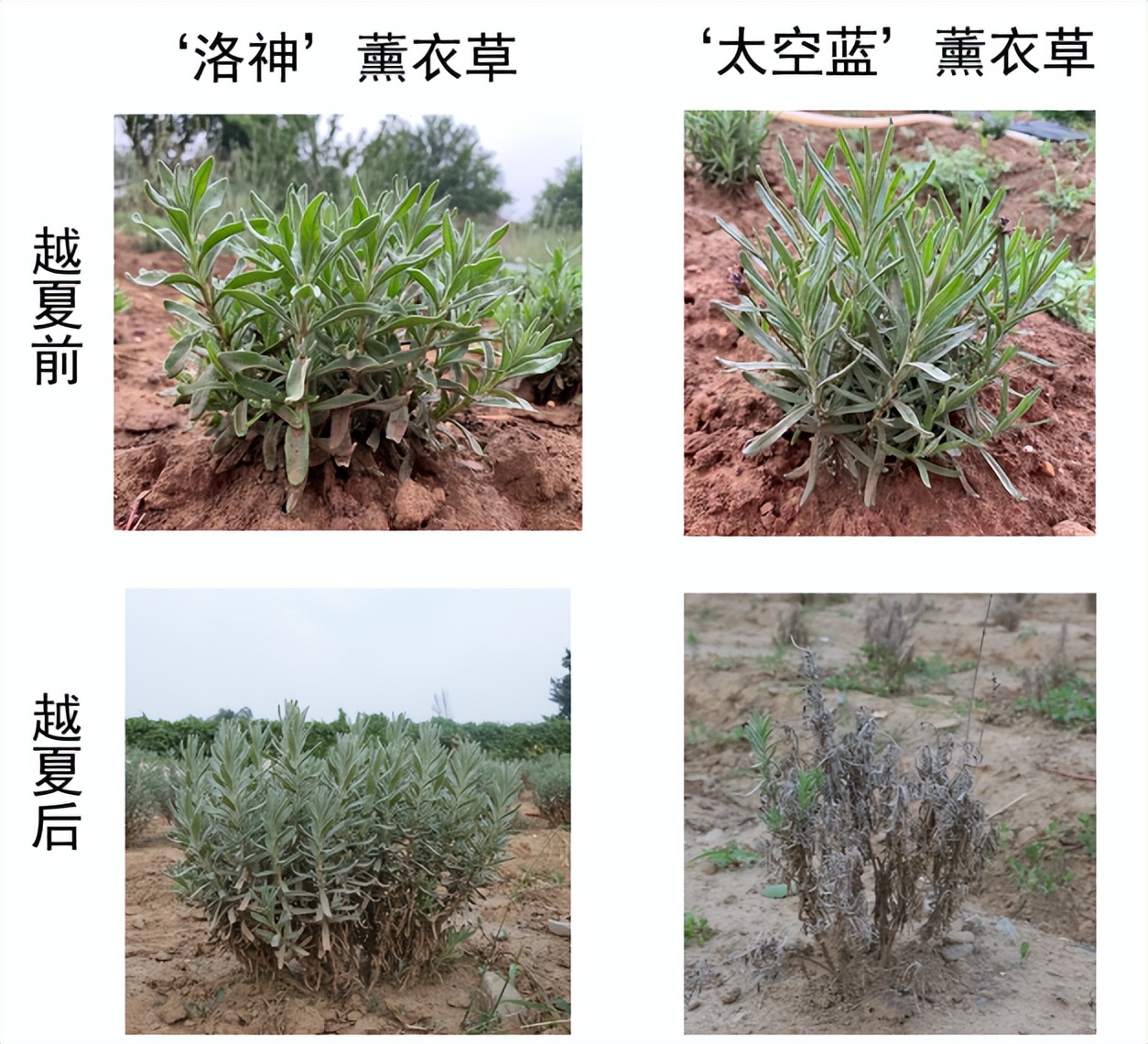 北京有顺利越夏的薰衣草了，它的“祖先”曾遨游太空18天