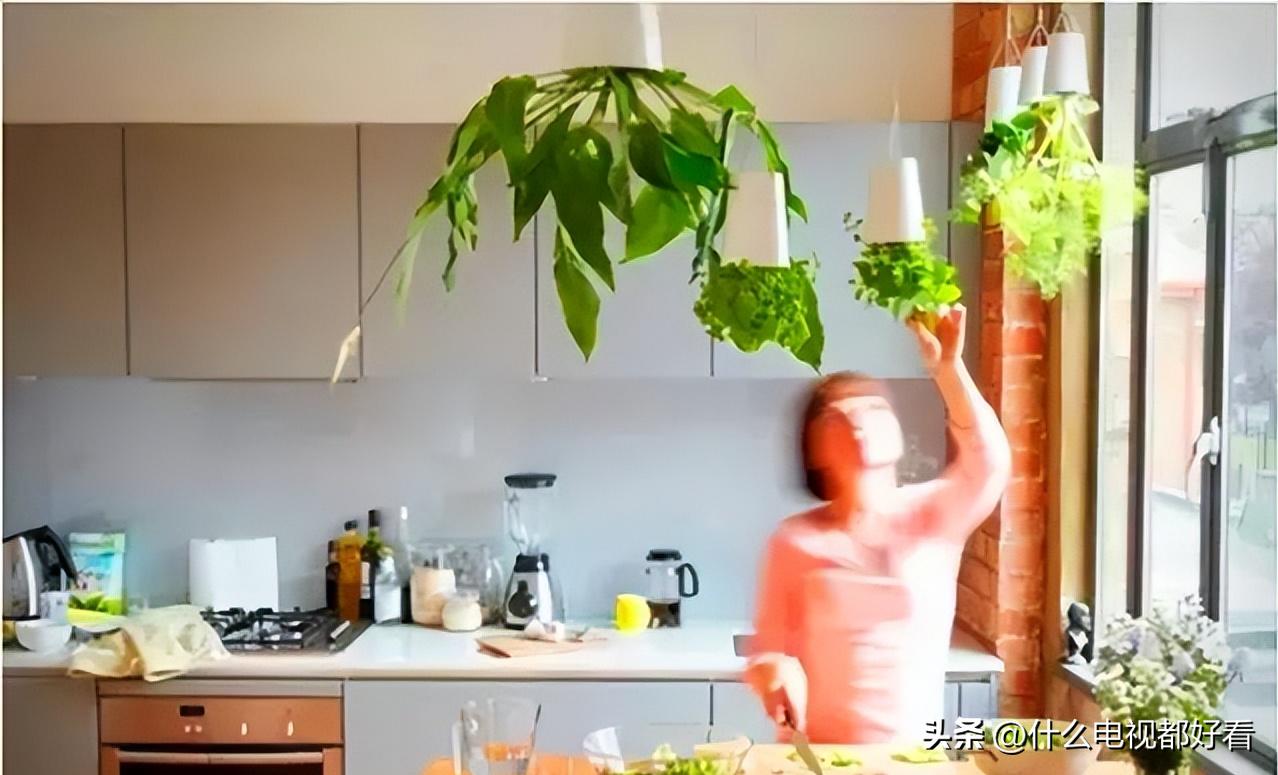 家庭种香草的方法大全,在家种植什么香草好看