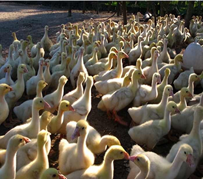 如何预防小鹅痛风,预防小鹅痛风如何控料