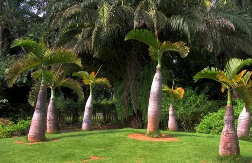 云南最漂亮的景点排名,云南最漂亮的景点推荐