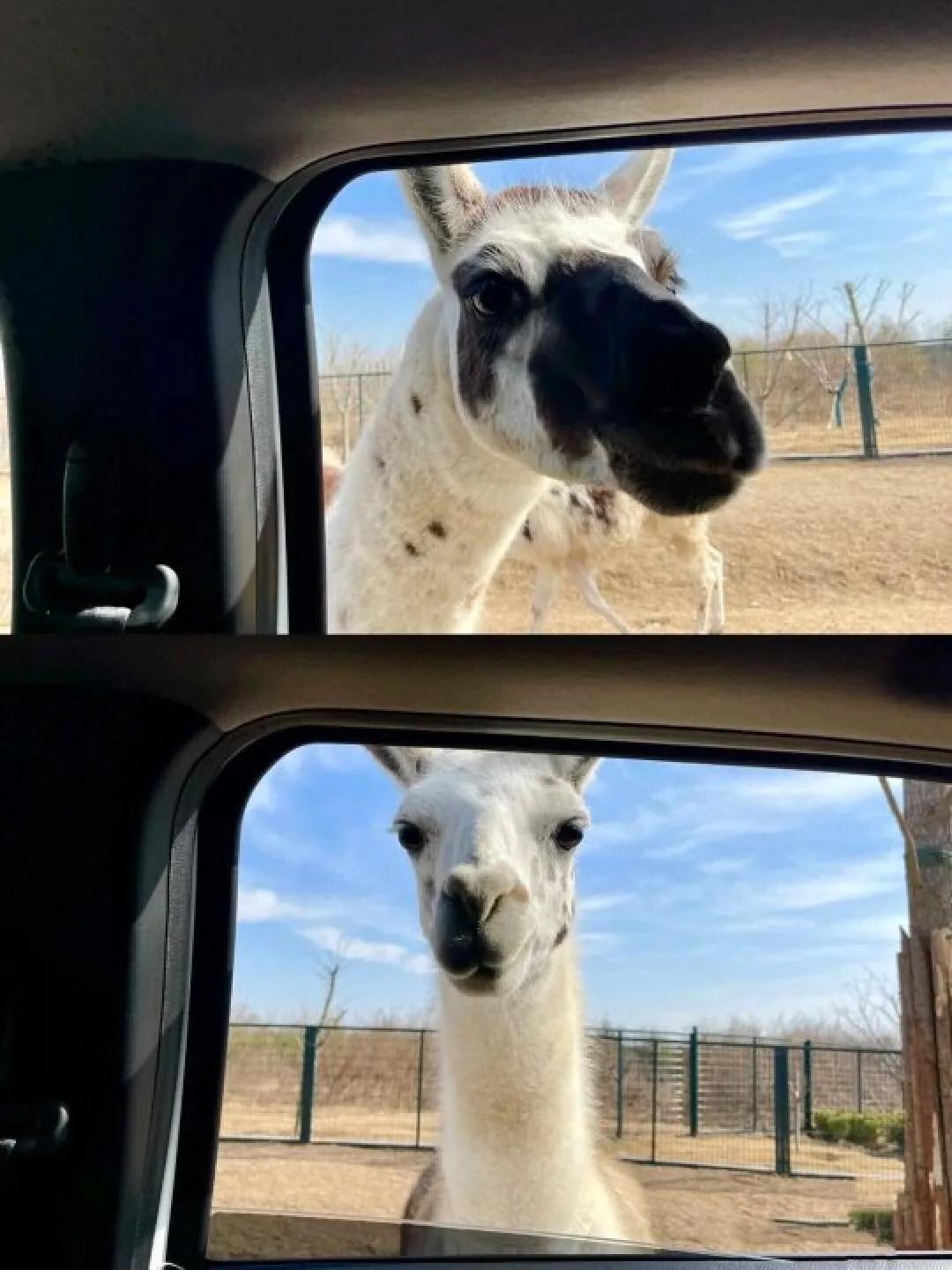 河南最大最好的动物园在哪,河南动物园十大排名平顶山动物园