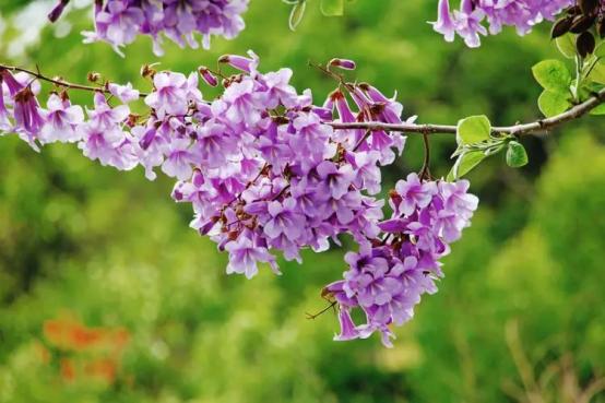 百花种类大全,百花的种类有哪些