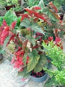 竹节海棠有根无叶能活吗,竹节海棠能否长久日照