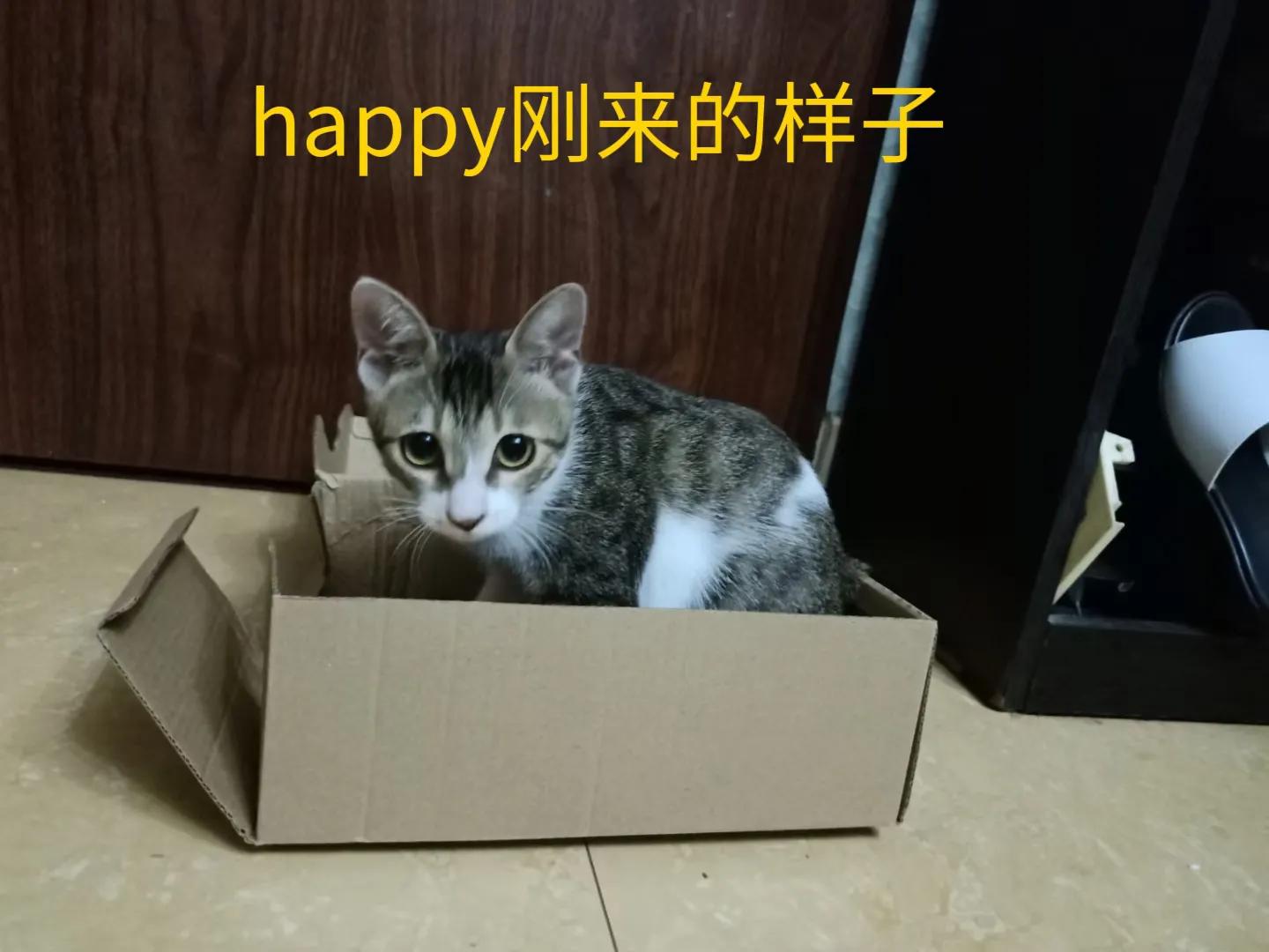 happy鎴戠殑濂冲鎻掓洸,浣爃appy鎴戜篃happy