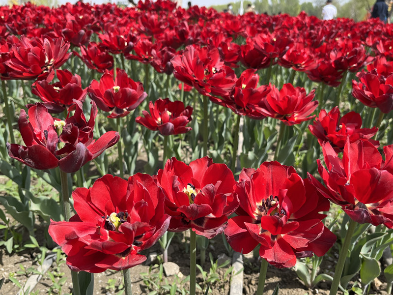 郁金香旅游节攻略,五家渠青格达湖郁金香免费吗