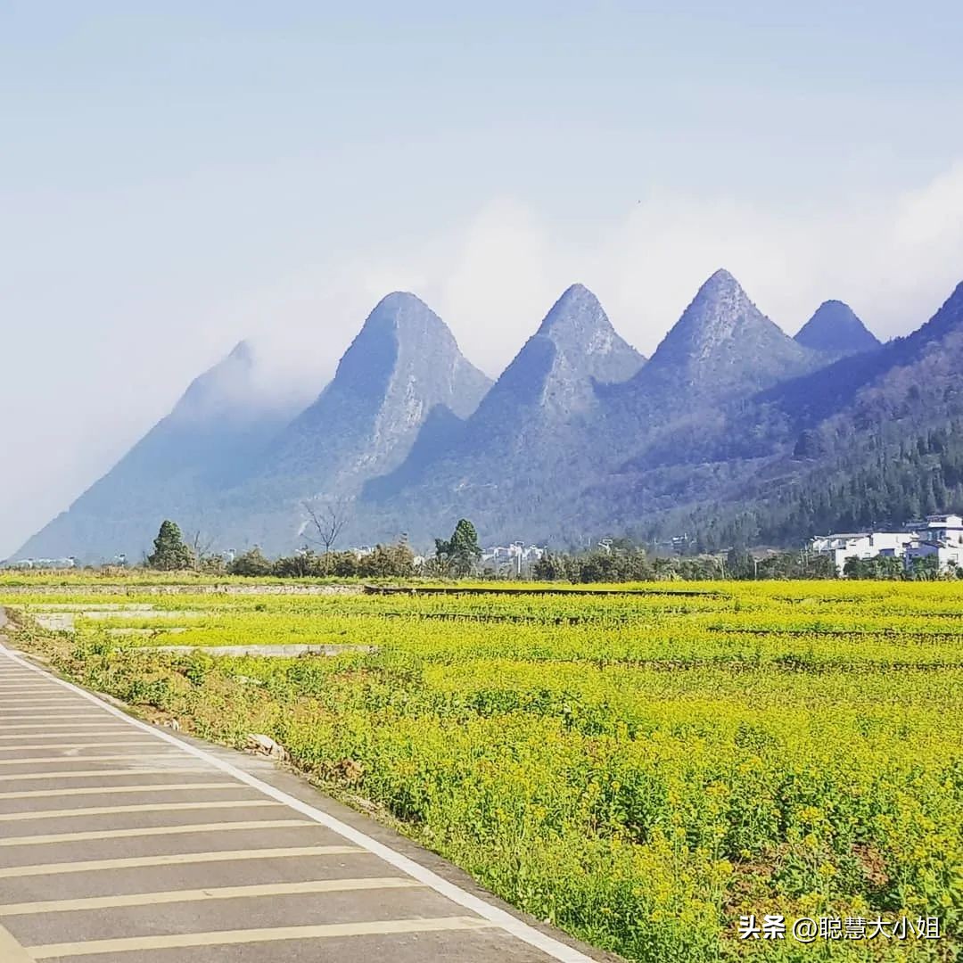 贵州兴义万峰林油菜花盛开时期,贵州兴义风景区万峰林
