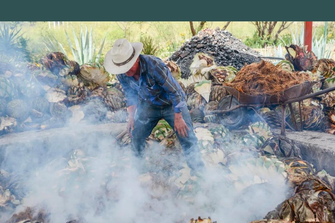 龙舌兰在现实中是怎么样的,十种最好看的龙舌兰