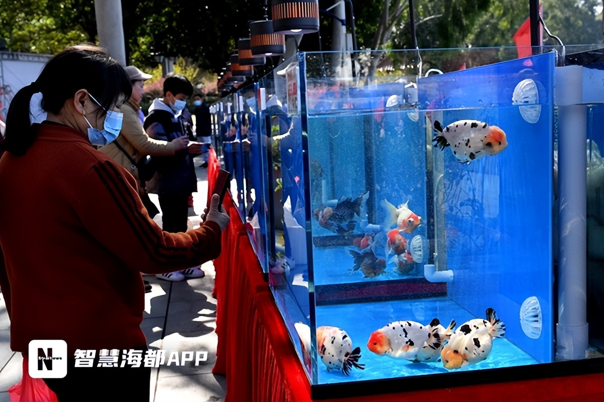 最珍贵的中国传统金鱼,福州西湖金鱼展