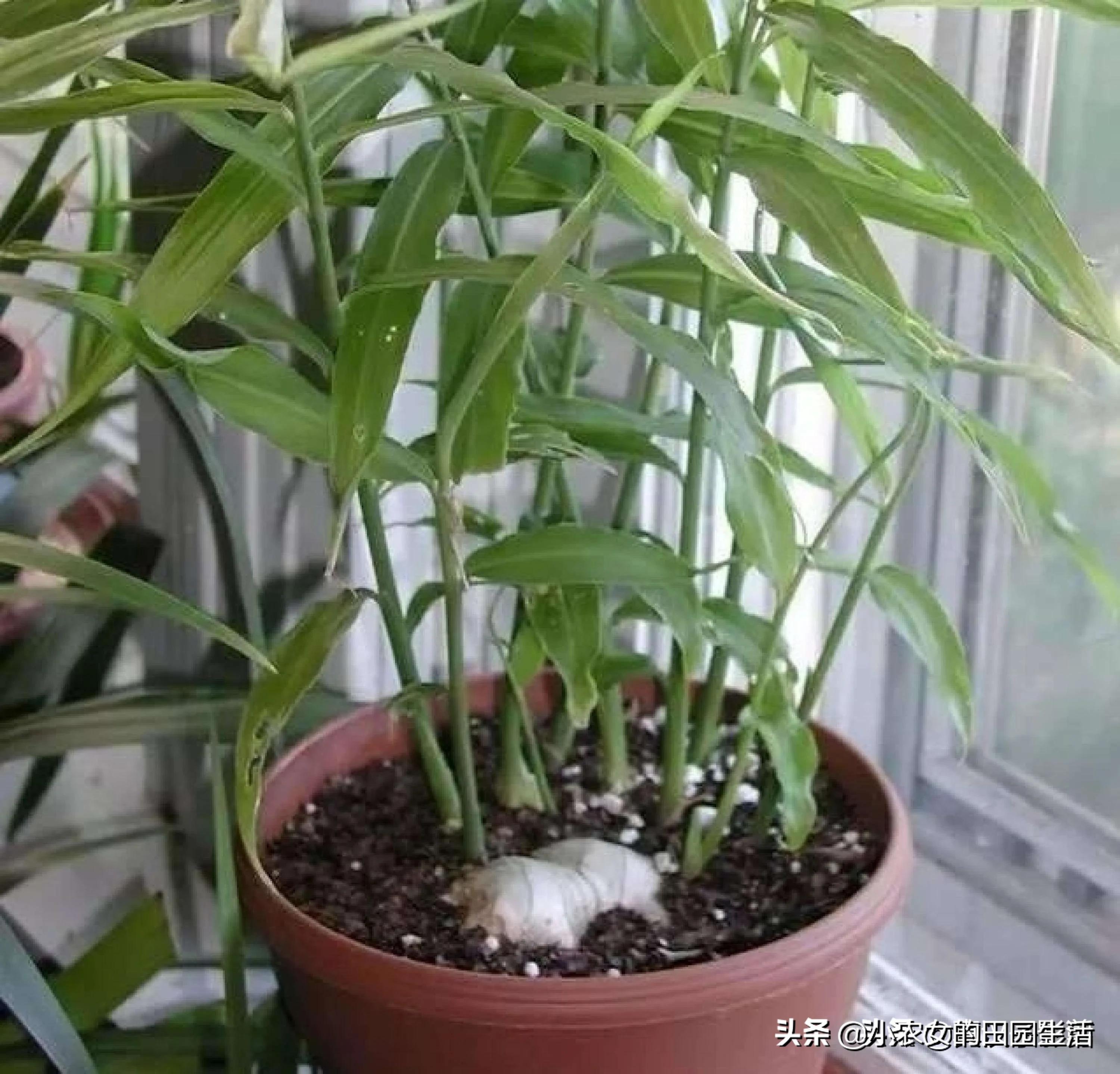 家庭种植生姜方法用什么桶,小家庭生姜种植方法