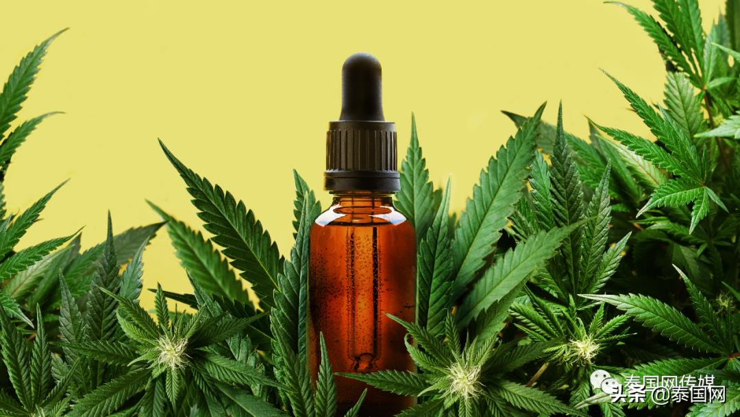 挥刀“自宫”?泰国男子吸食*麻大**过量后疯狂自残,合法化仍在失控