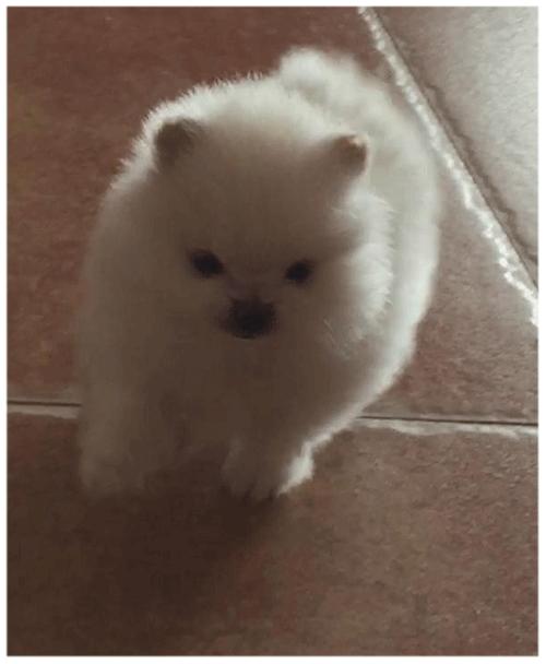 怎么培养猫咪粘人,怎样培养一只很温顺的小狗狗