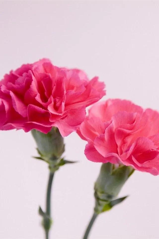 康乃馨花束壁纸,康乃馨壁纸手机超清全面屏
