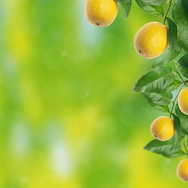 柠檬手机壁纸图片大全,柠檬高清壁纸4k全屏