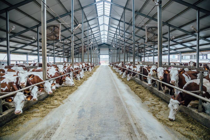 技术分享|规模化母牛养殖场繁殖成活率提升的技术措施研究