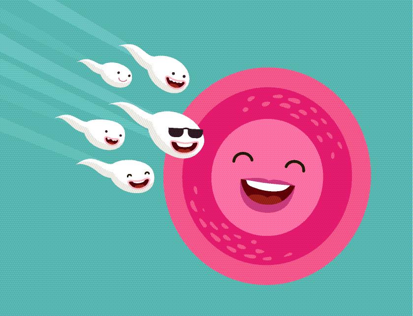 试管雌二醇达到多少pg可以采卵,试管查雌二醇和孕酮需要空腹吗