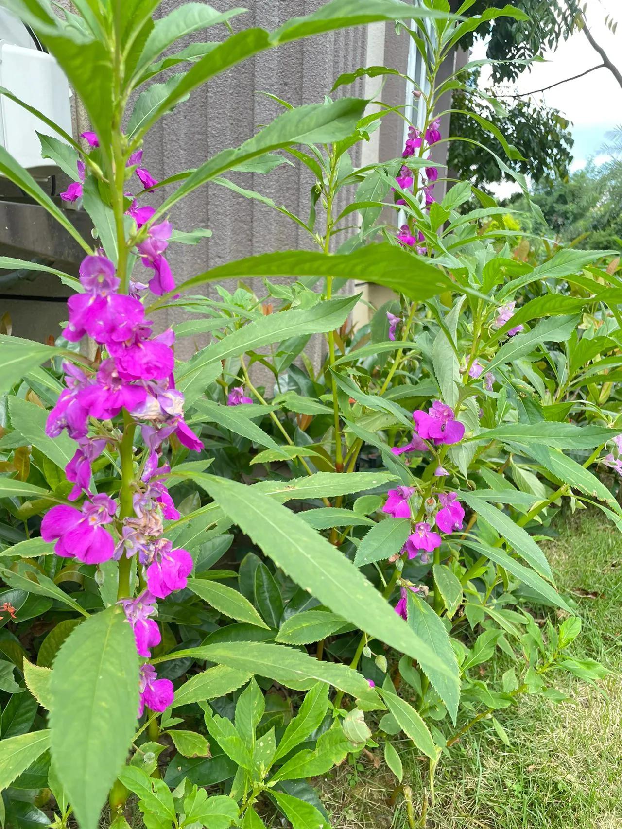 蛇最怕的植物和草,蛇最怕的几种动物分别是谁